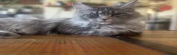 Maine Coon cats for sale: Beautiful Retired Maine Coon Queen  - Advert 1