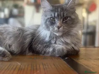 Maine Coon cats Beautiful Retired Maine Coon Queen - Advert 3