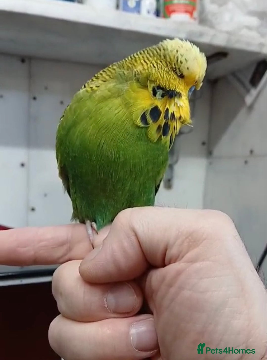 Budgerigars birds for sale: Stunning Rare Tame Exhibition Budgie  - Image 3