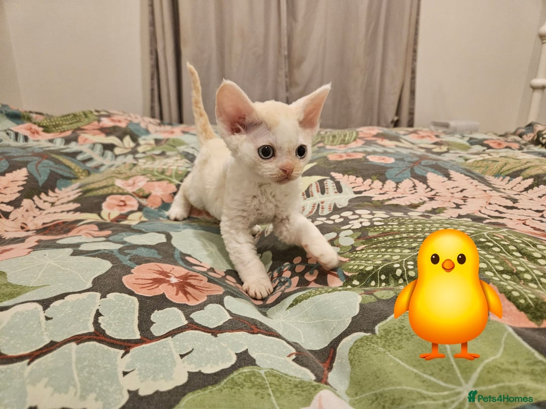 Devon Rex cats for sale: Darling Devons - Advert 6