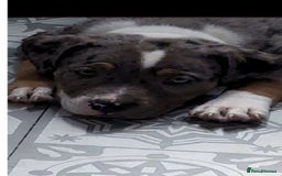 Mixed Breed dogs for sale: Pocket bully x staffy - Image 1