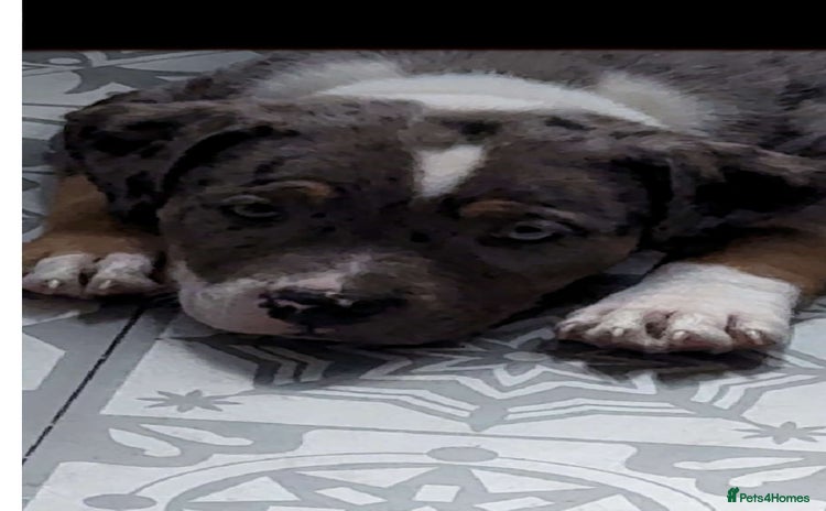 Mixed Breed dogs - Advert 2