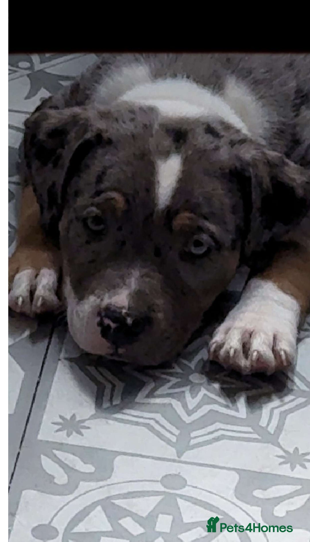 Mixed Breed dogs for sale: Pocket bully x staffy - Image 1
