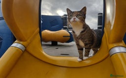 Bengal cats for sale: Bengal Stud & Tortie Queen for sale - Image 11