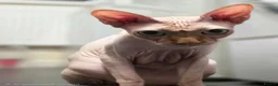 Sphynx cats for sale: Loving 4-Year-Old Neutered Sphynx in London - Advert 3