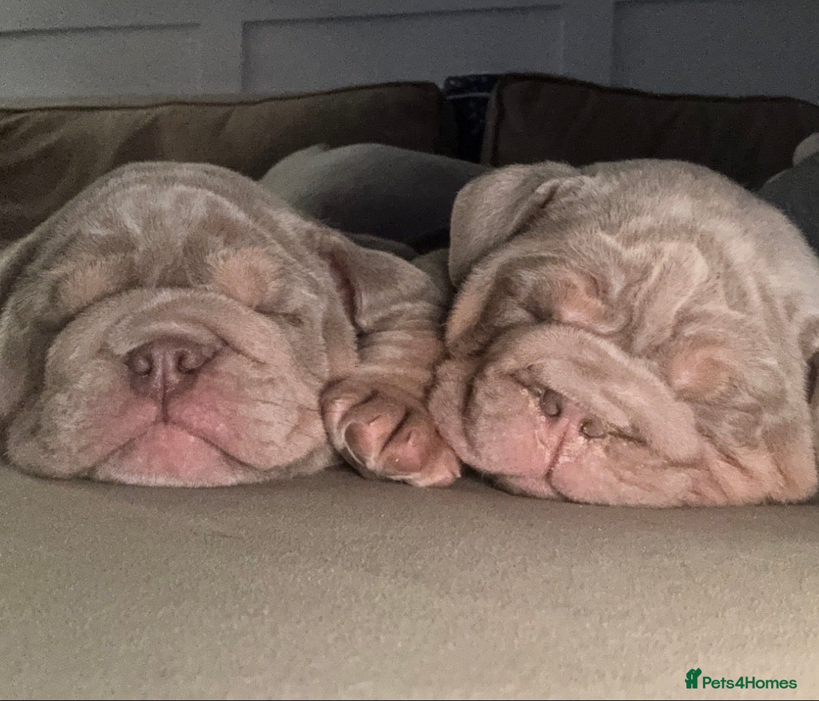 English Bulldog dogs FULL SUIT ENGLISH BULLDOGS  - Advert 14