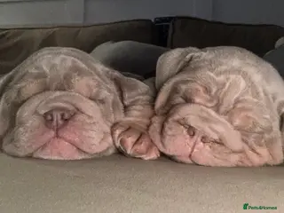 English Bulldog dogs FULL SUIT ENGLISH BULLDOGS - Advert 14