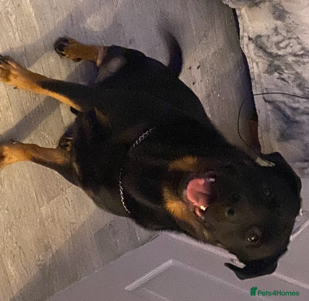 Mixed Breed dogs Reggie - Advert 11