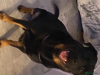 Mixed Breed dogs Reggie - Advert 3