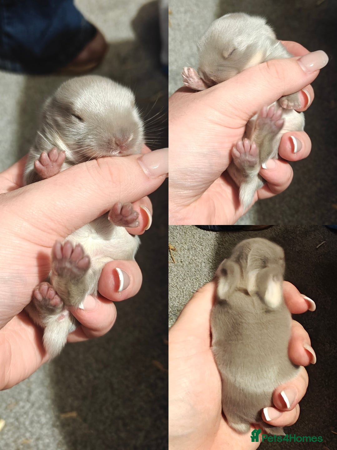 Mini Lion Lop rabbits for sale: Two beautiful healthy Mini Lops x Lion head babies - Advert 2