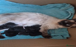 Ragdoll cats for sale: Half ragdoll kittens - Image 2