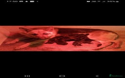 German Shepherd dogs for sale: Beautiful puppies looking for there new homes.  - Image 7