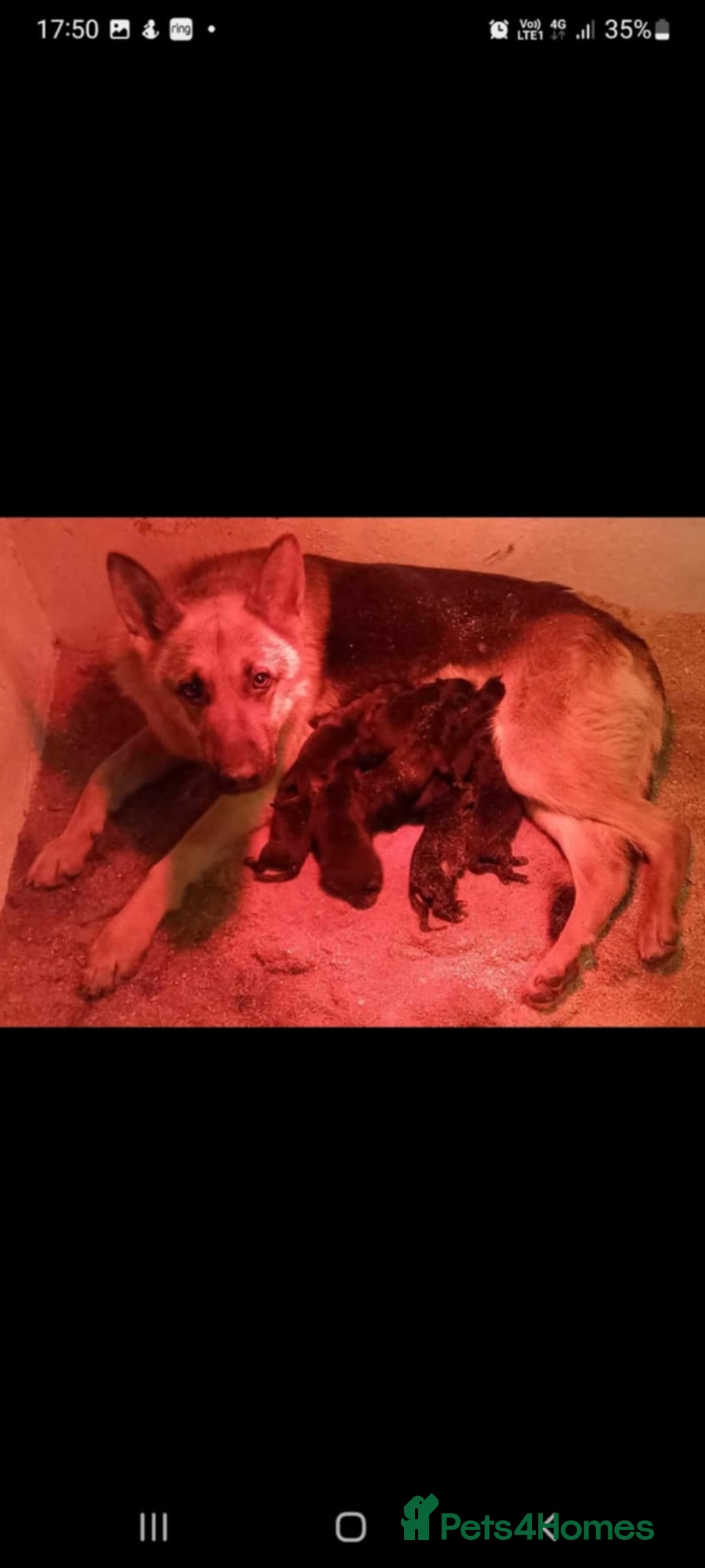 German Shepherd dogs for sale: Beautiful puppies looking for there new homes.  - Image 7