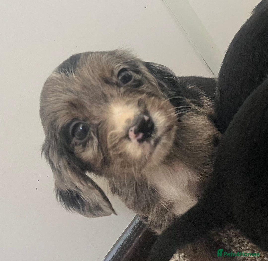 Cocker Spaniel dogs for sale: Working cocker spaniel puppies - Image 14