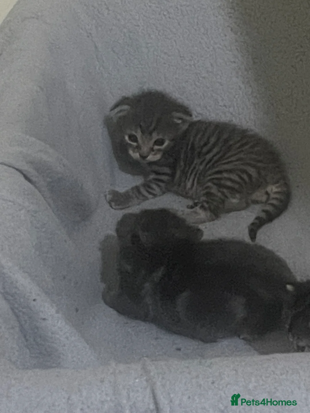 Mixed Breed cats for sale: 3 adorable kitten  in Manchester - Advert 2