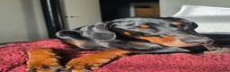 Dobermann dogs for sale: Bear  - Advert 10