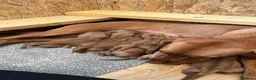 Hungarian Vizsla dogs for sale: Short haired Hungarian Viszla - Advert 5