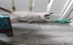Ragdoll cats for sale: GCCF Reg'd Seal and Chocolate Ragdolls ready July  - Image 1