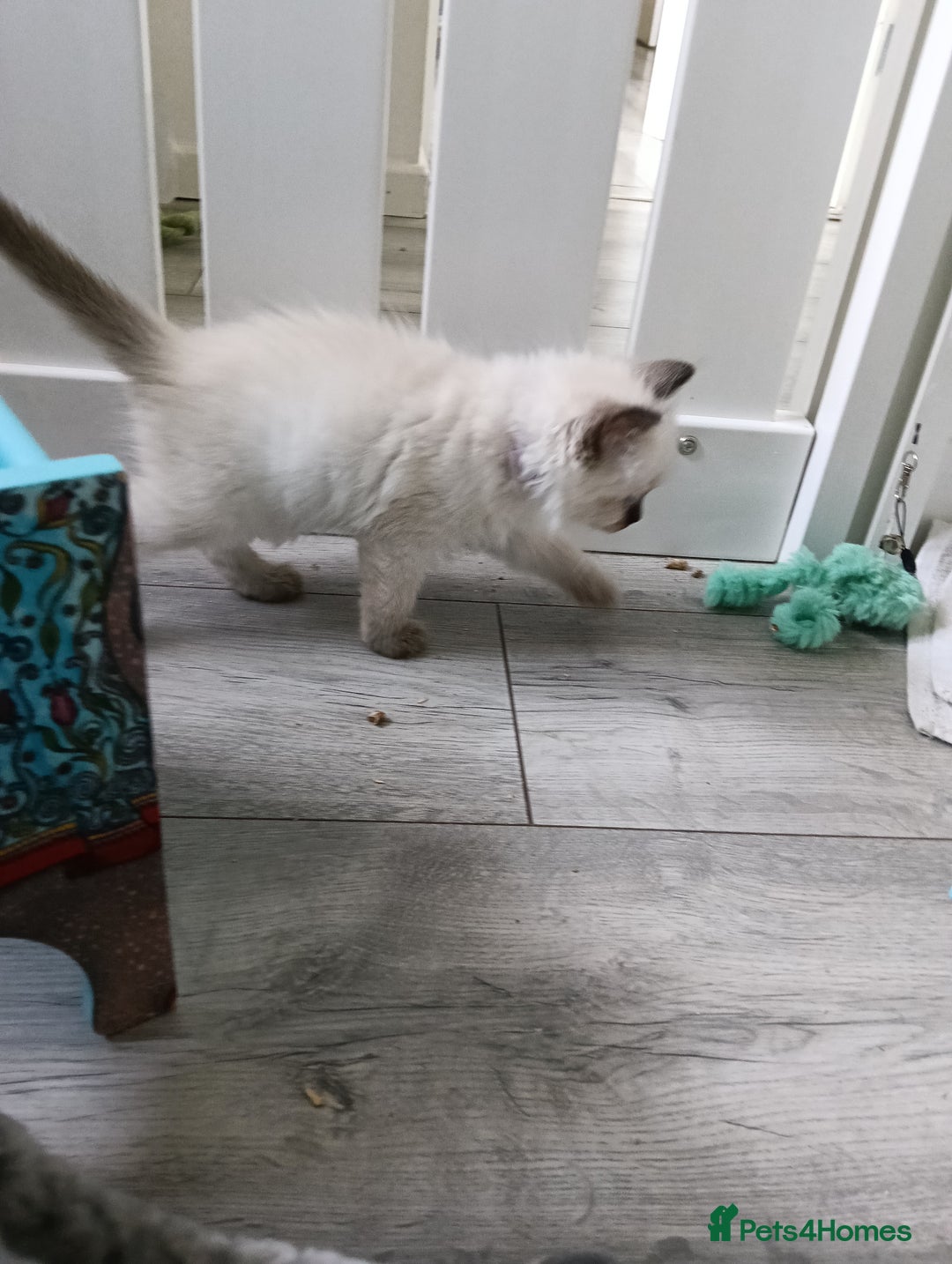 Ragdoll cats for sale: GCCF Reg'd Seal and Chocolate Ragdolls ready July  - Image 1