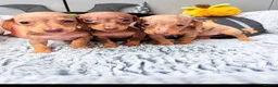 Dachshund dogs for sale: Miniature dachshunds  - Advert 7
