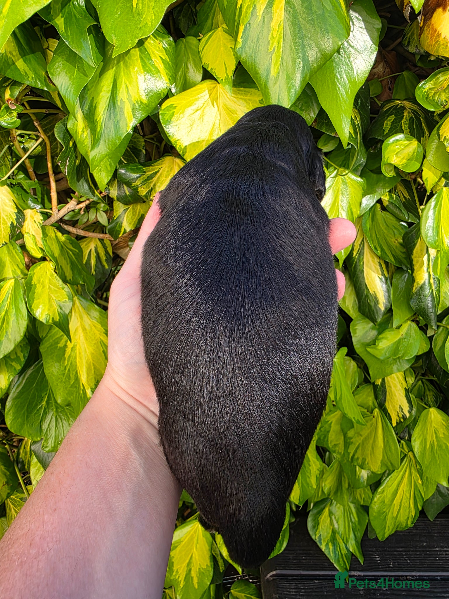 Cocker Spaniel dogs for sale: Black and chocolate tan point cockers  - Advert 12