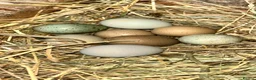 Quail poultry for sale: 12 Fresh Chinese Painted Quail Hatching Eggs  - Advert 3