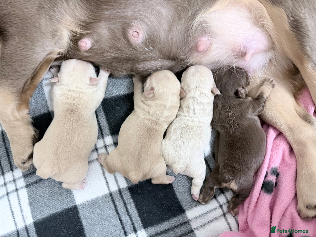 French Bulldog dogs for sale: 🔥Outstanding Quality Fluffy Frenchies🔥 - Advert 2