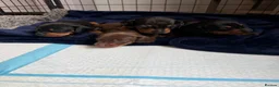 Miniature Dachshund dogs for sale: ⭐️1 KC Miniature Dachshund available (Male) - Advert 10