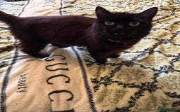 Mixed Breed cats for sale: 4 x Ragdoll mix kitten ready to leave 15/10/25 - Image 15