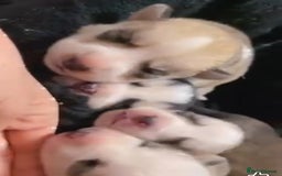 Siberian Husky dogs for sale: Siberian husky - Advert 16