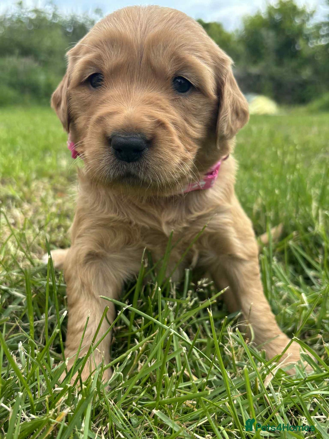 Golden Retriever dogs for sale: Kc pedigree golden retrievers (fox red  in Malton - Image 28