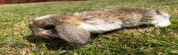 French Lop rabbits for sale: Pure breed giant French lop bunnies for sale 🐰 - Advert 12