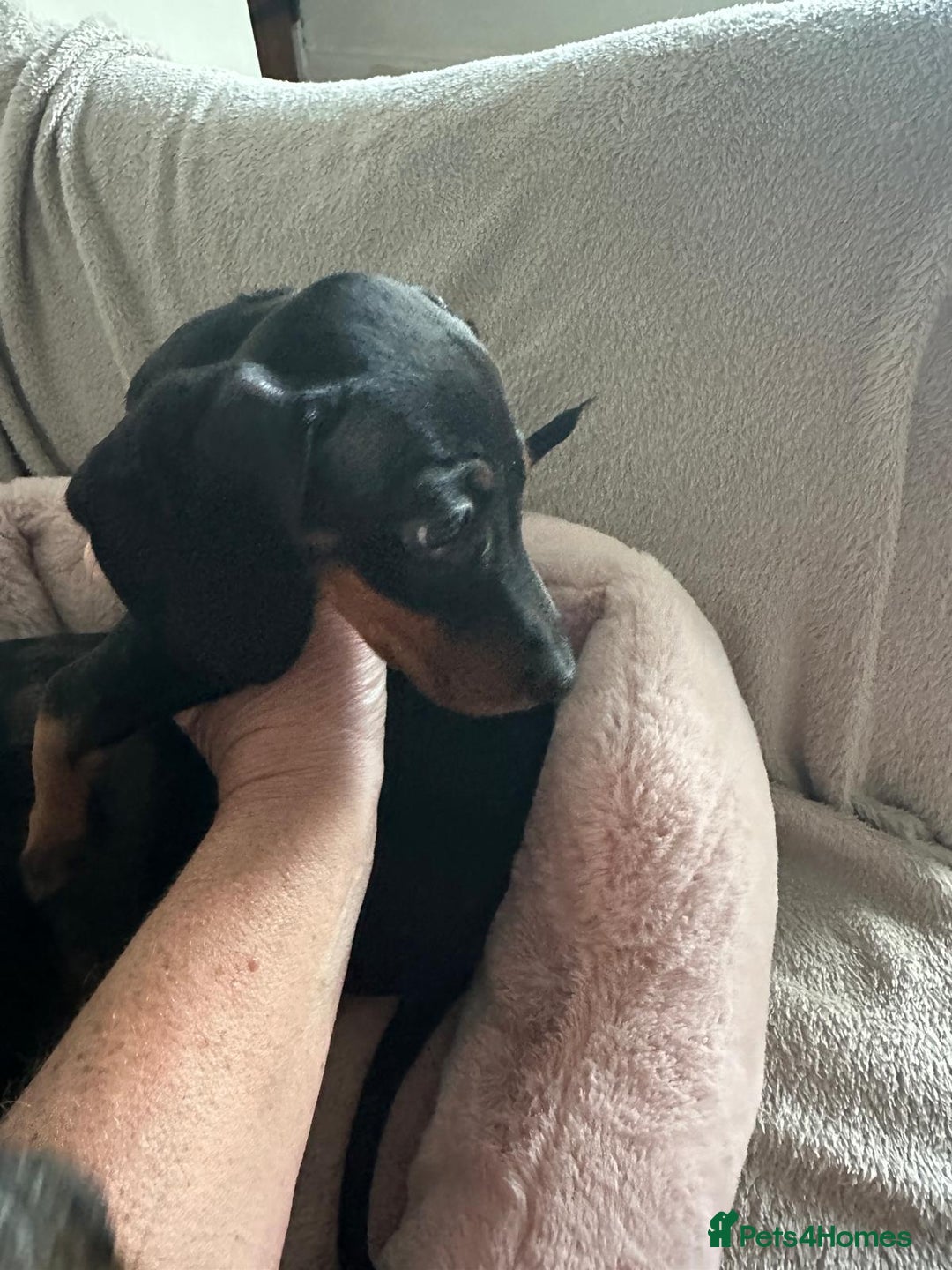 Dachshund dogs for sale: 1 beautiful  girl dachshund puppy available  - Advert 9