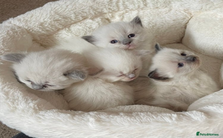 Ragdoll cats - Advert 12