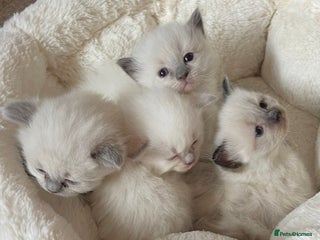 Ragdoll cats - Advert 11