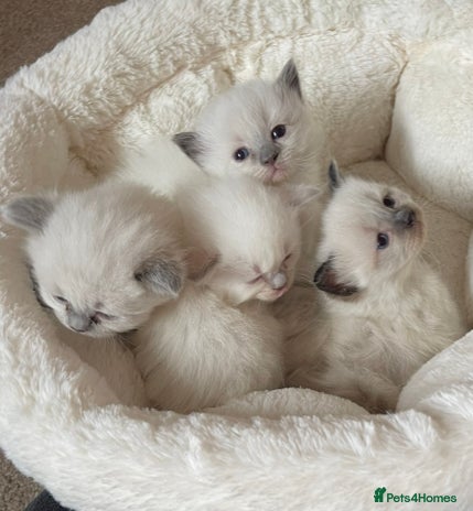 Ragdoll cats - Advert 12