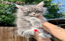 Maine Coon cats for sale: Pure Maine Coon Kittens READY TO LEAVE now! - Image 4