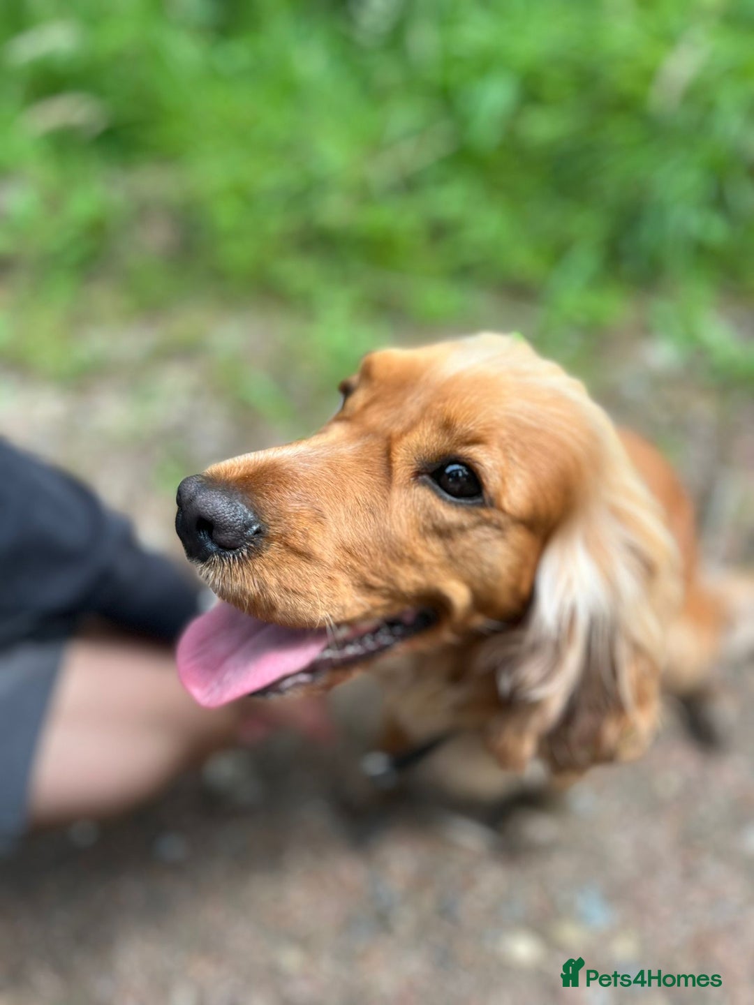 Cocker Spaniel dogs for sale: Health tested show Cocker Spaniels expected De  - Advert 1