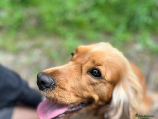 Cocker Spaniel dogs Health tested Boxing day show Cocker Spaniels - Advert 18
