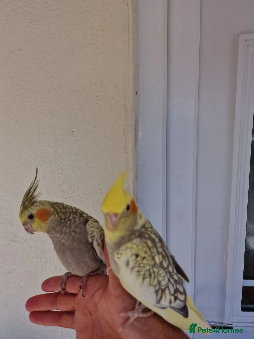 Cockatiels birds for sale: Super Silly hand tamed baby cockatiel - Advert 2