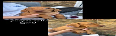 Hungarian Vizsla 9