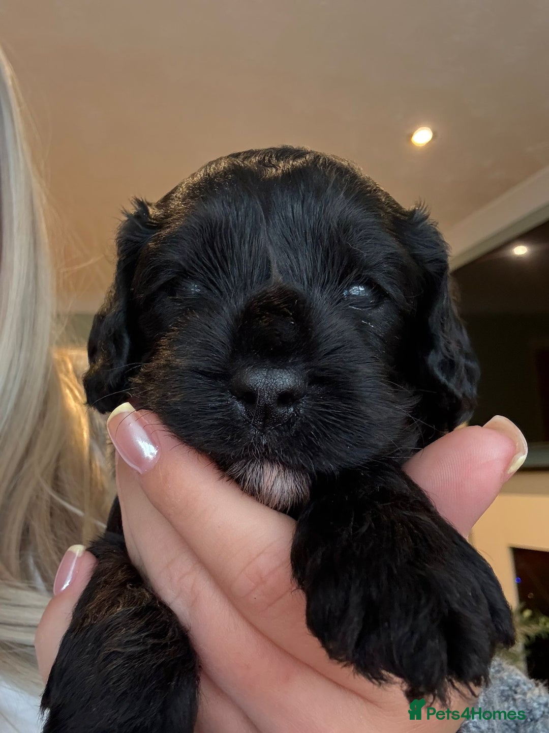 Cavapoo dogs for sale: F1 Beautiful Black Boy - Image 2