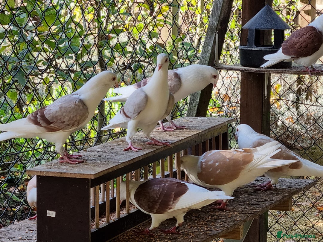 Pigeons birds for sale: sadleback hommers for sale - Advert 14