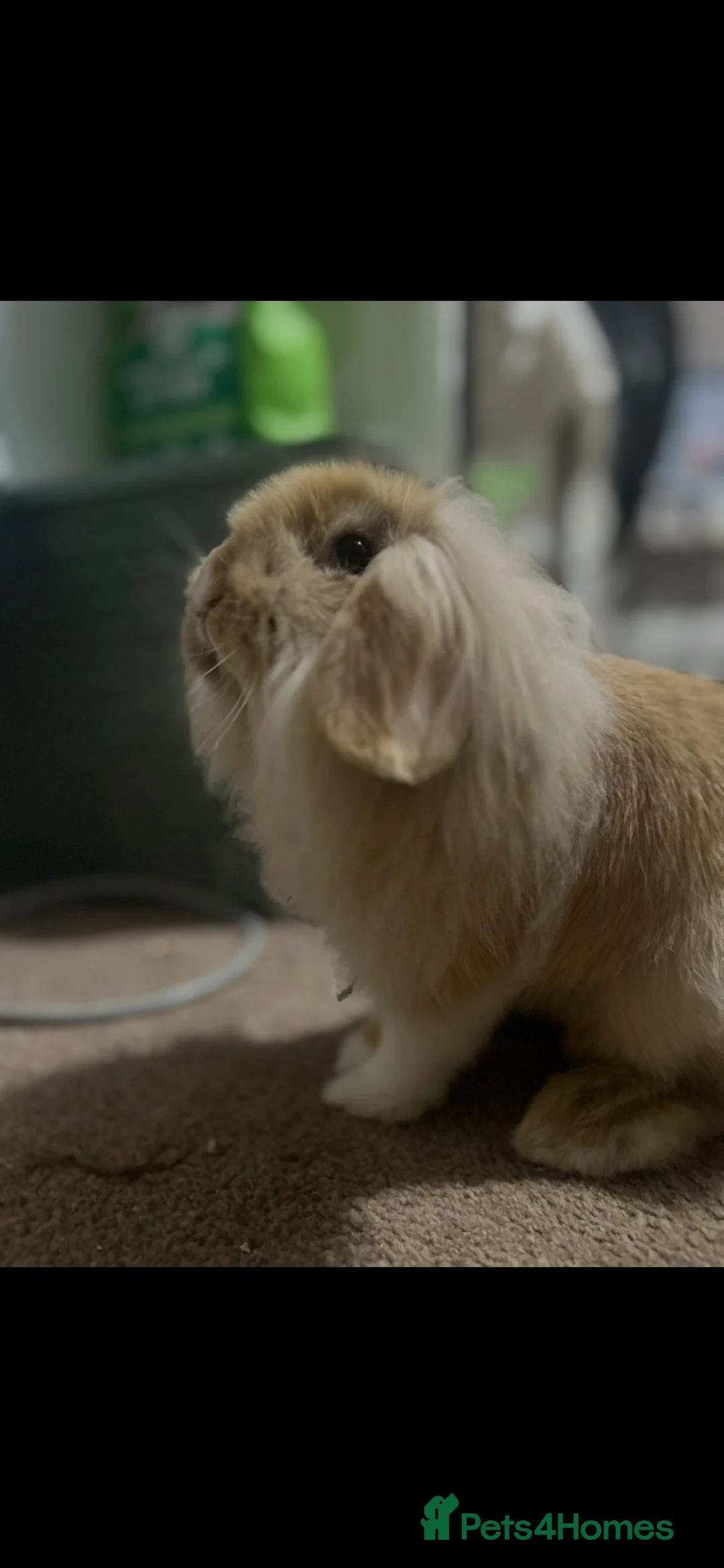 Mini Lion Lop rabbits for sale: Baby rabbit  - Advert 1