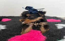 Yorkshire Terrier dogs for sale: Yorkshire Terrier Puppy 5 - 6 beautiful Yorkshire terriers  - Image 17