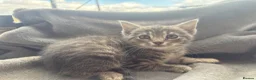 Domestic Shorthair cats for sale: Grey Tabby male kitten  - Advert 5