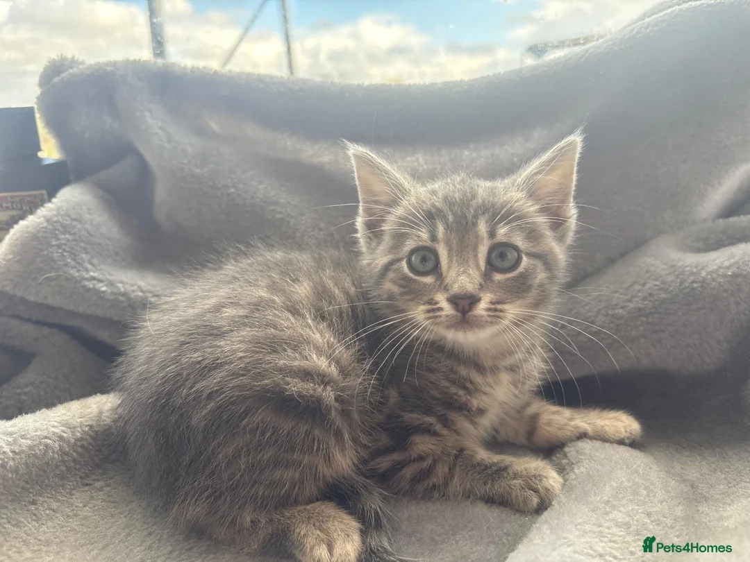 Domestic Shorthair cats for sale: Grey Tabby male kitten  - Advert 5