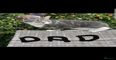 Mixed Breed cats BSH/ragdoll&Siberian - Advert 8