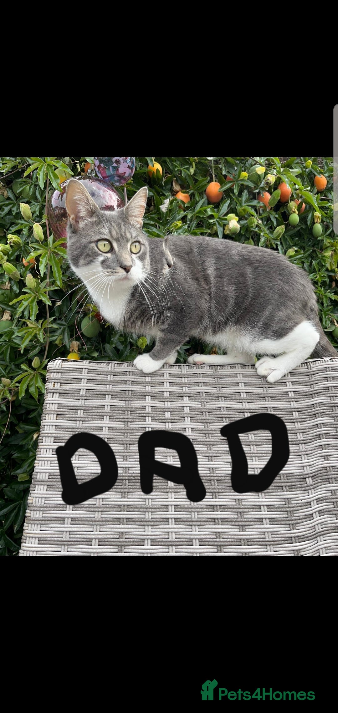 Mixed Breed cats for sale: Maincoon/ragdoll&Siberian kittens [price varies] - Image 9