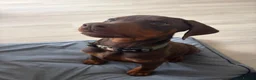 Dobermann dogs for sale: Male Doberman in Wellingborough - Advert 2